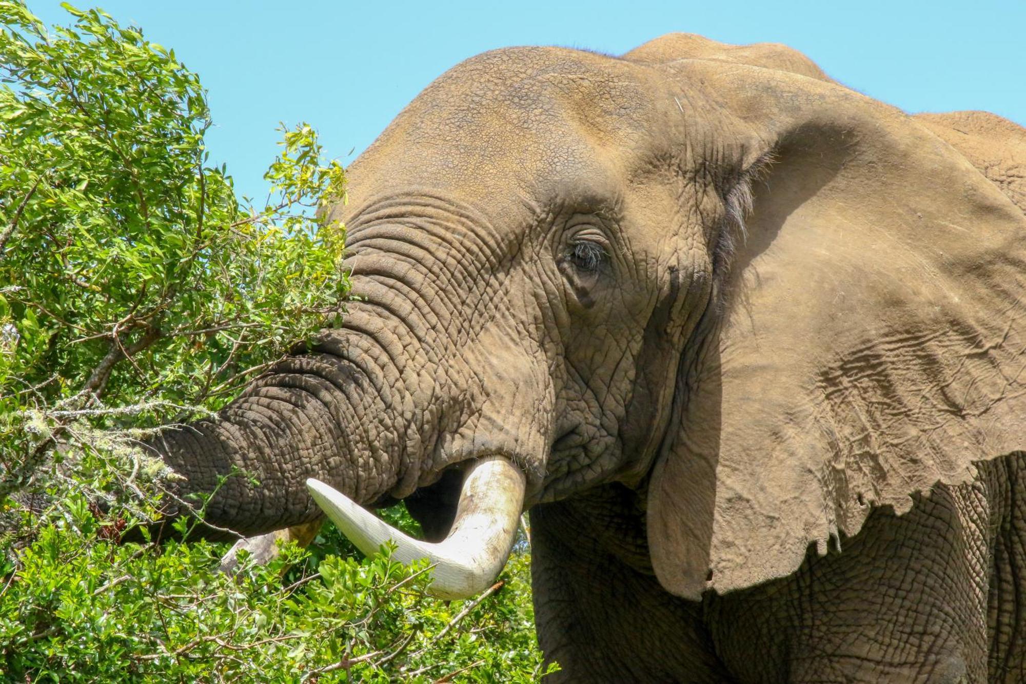 Barefoot Addo Elephant Lodge Exterior photo